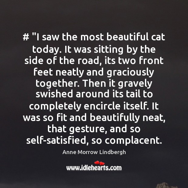 # “I saw the most beautiful cat today. It was sitting by the Anne Morrow Lindbergh Picture Quote