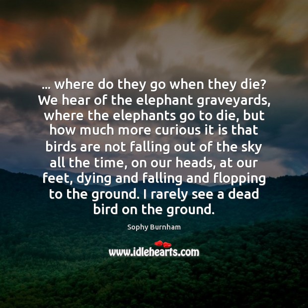 … where do they go when they die? We hear of the elephant Image