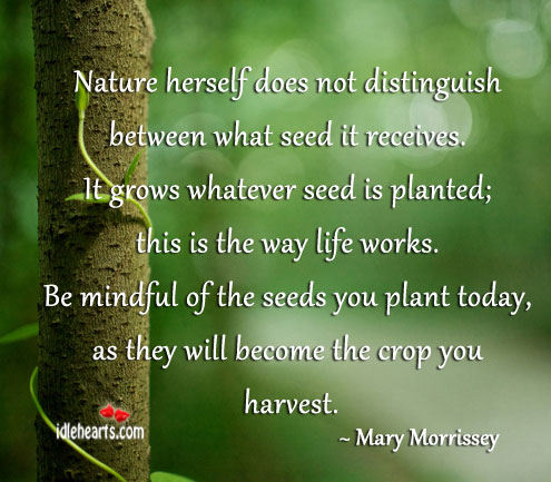 Nature herself does not distinguish between what seed it receives.… Mary Morrissey Picture Quote
