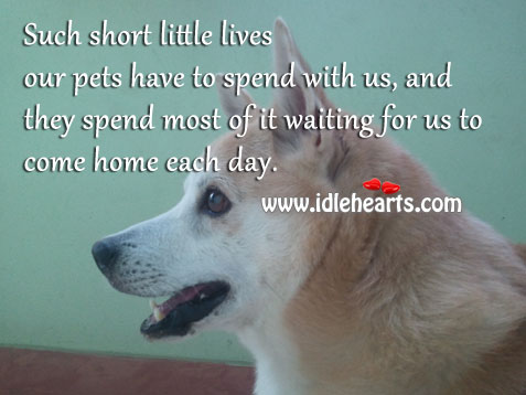 They spend most of it waiting for us to come home each day. Image