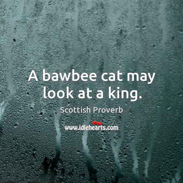 A bawbee cat may look at a king. Image