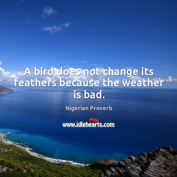 A bird does not change its feathers because the weather is bad. Nigerian Proverbs Image