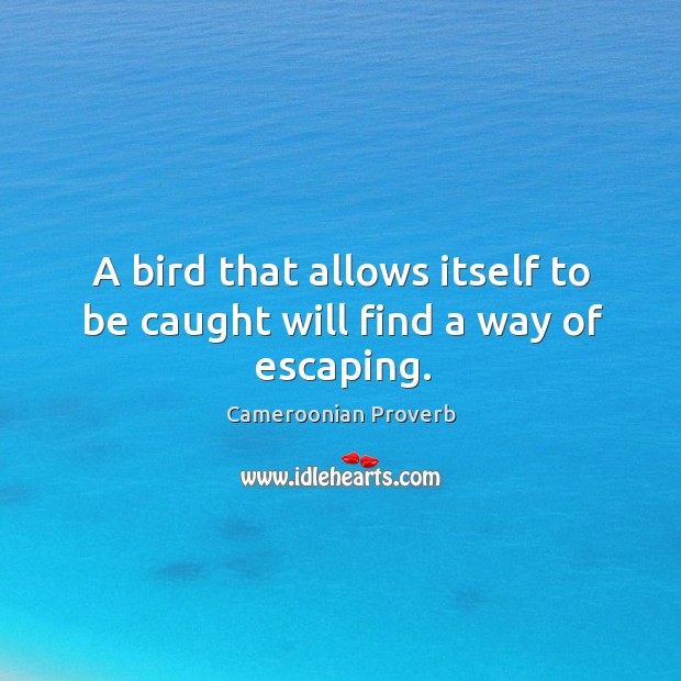 A bird that allows itself to be caught will find a way of escaping. Cameroonian Proverbs Image