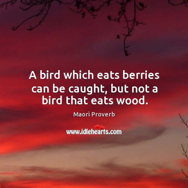 A bird which eats berries can be caught, but not a bird that eats wood. Maori Proverbs Image