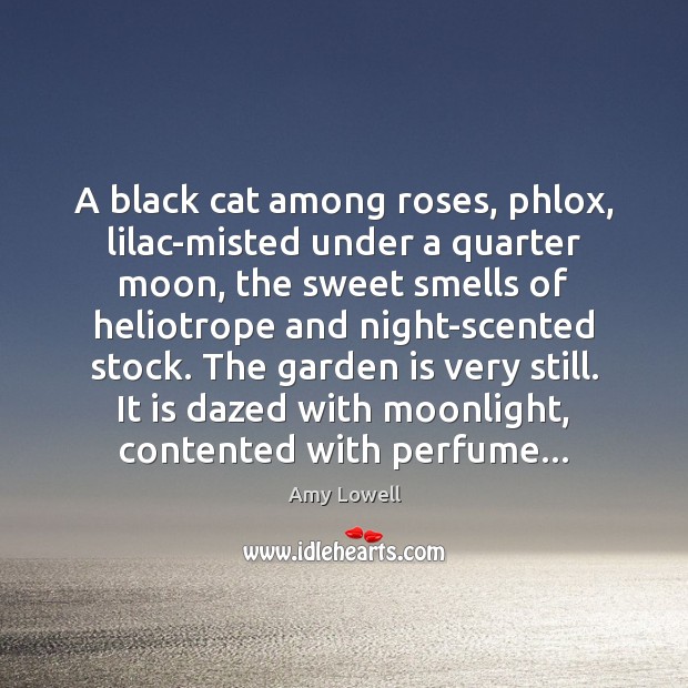 A black cat among roses, phlox, lilac-misted under a quarter moon, the Amy Lowell Picture Quote