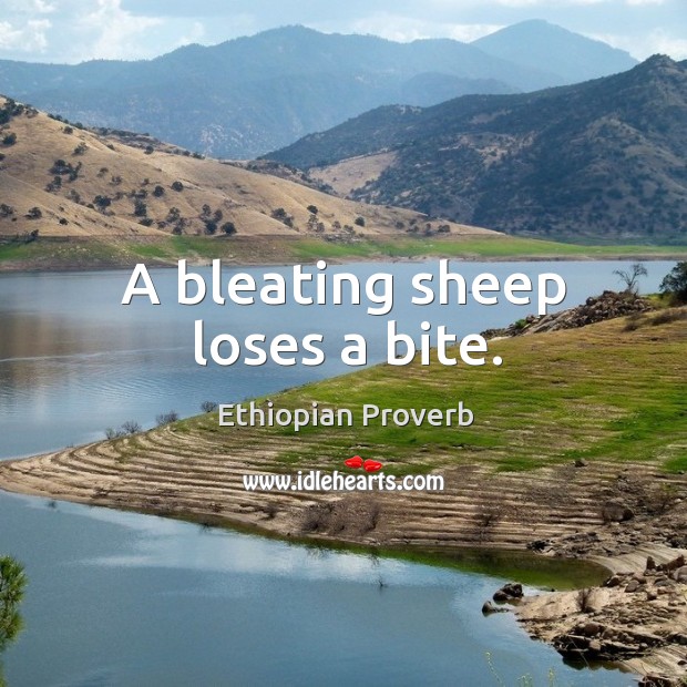 A bleating sheep loses a bite. Image