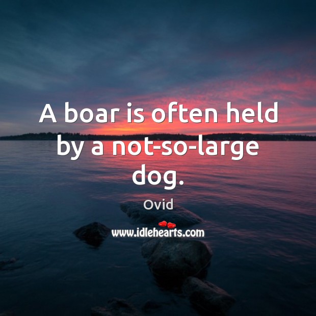 A boar is often held by a not-so-large dog. Ovid Picture Quote