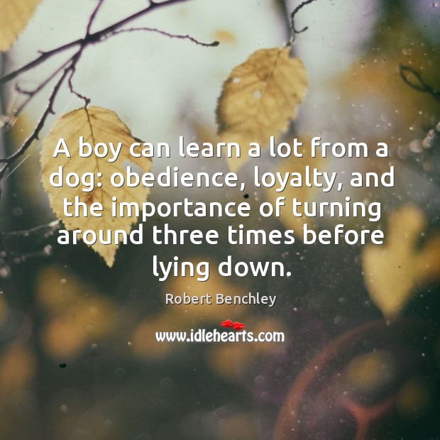 A boy can learn a lot from a dog: obedience, loyalty, and the importance of turning around three times before lying down. Robert Benchley Picture Quote