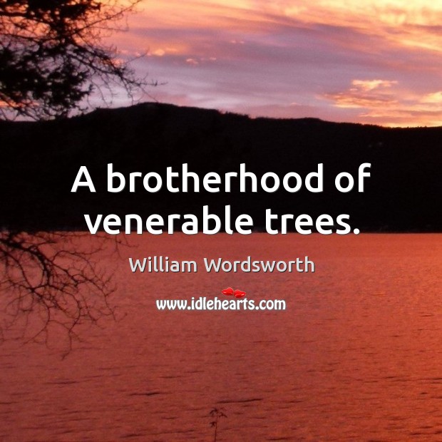 A brotherhood of venerable trees. William Wordsworth Picture Quote