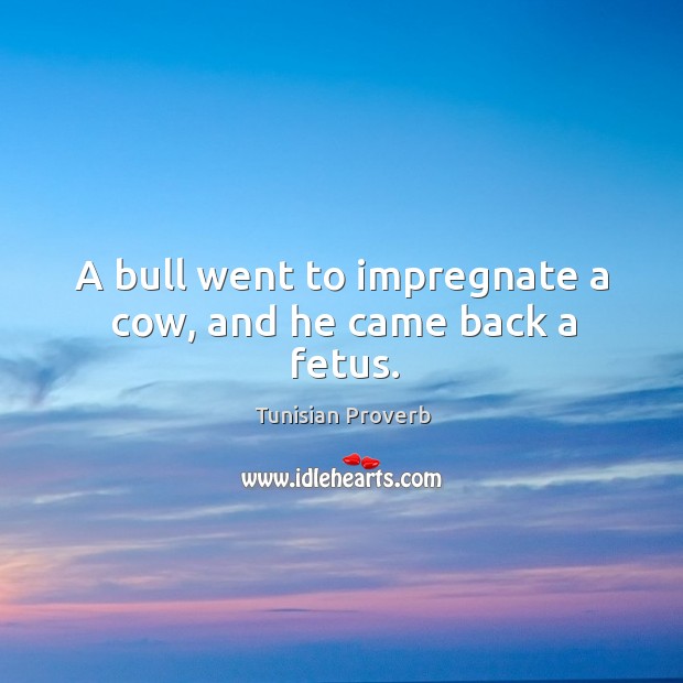 A bull went to impregnate a cow, and he came back a fetus. Tunisian Proverbs Image