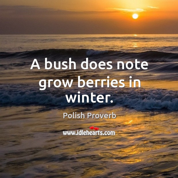 A bush does note grow berries in winter. Polish Proverbs Image