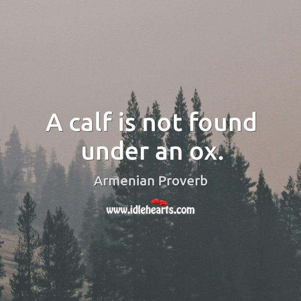 A calf is not found under an ox. Armenian Proverbs Image