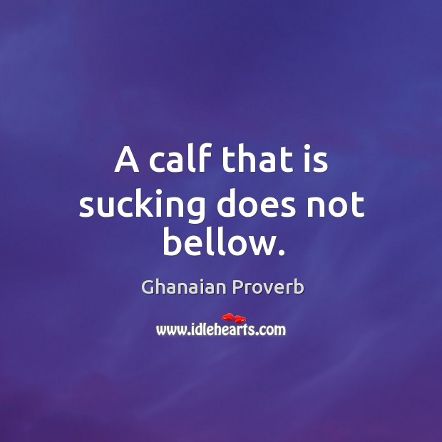 A calf that is sucking does not bellow. Ghanaian Proverbs Image