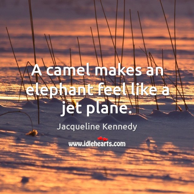A camel makes an elephant feel like a jet plane.. Jacqueline Kennedy Picture Quote