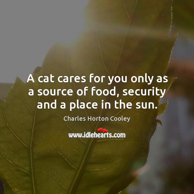 A cat cares for you only as a source of food, security and a place in the sun. Image