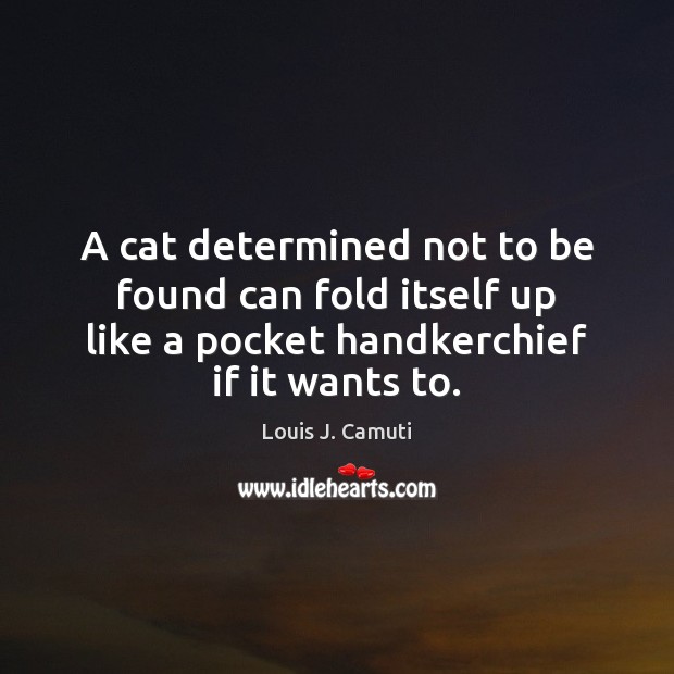 A cat determined not to be found can fold itself up like Louis J. Camuti Picture Quote