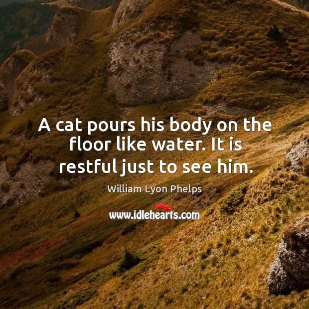 A cat pours his body on the floor like water. It is restful just to see him. Image