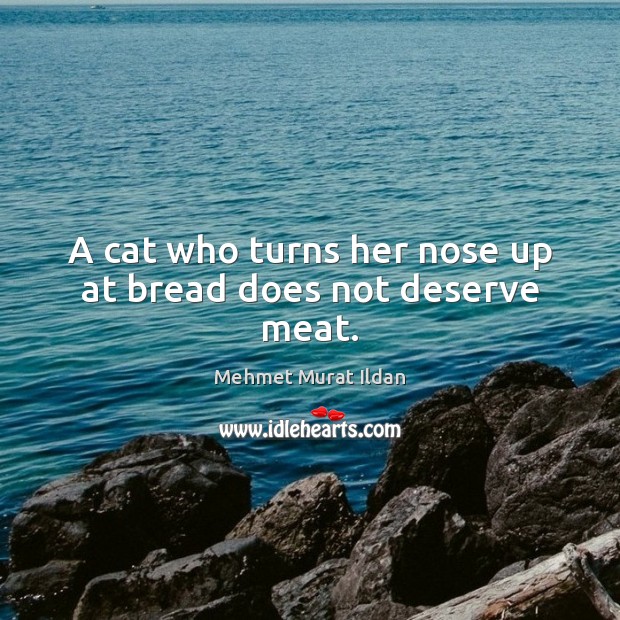 A cat who turns her nose up at bread does not deserve meat. Image