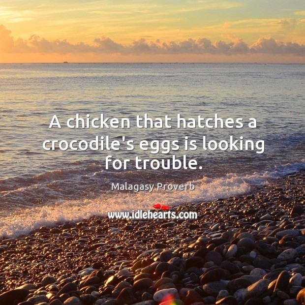 A chicken that hatches a crocodile’s eggs is looking for trouble. Image