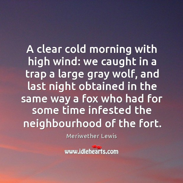 A clear cold morning with high wind: we caught in a trap a large gray wolf Meriwether Lewis Picture Quote