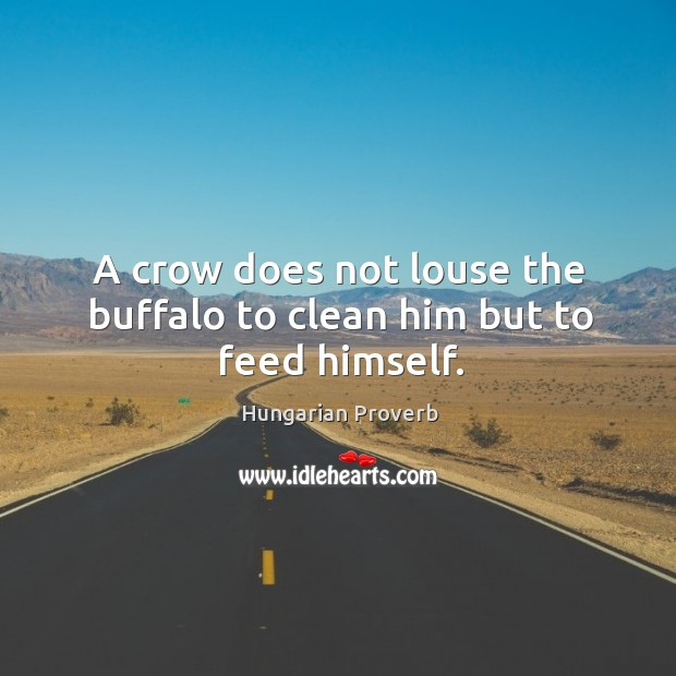A crow does not louse the buffalo to clean him but to feed himself. Image