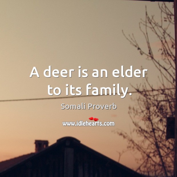 A deer is an elder to its family. Somali Proverbs Image