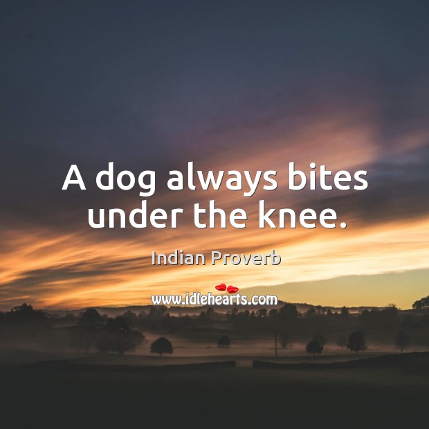 A dog always bites under the knee. Indian Proverbs Image