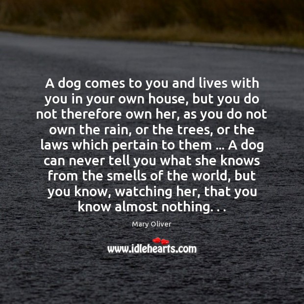 A dog comes to you and lives with you in your own Mary Oliver Picture Quote