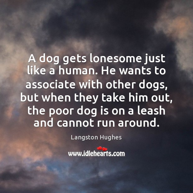 A dog gets lonesome just like a human. He wants to associate Langston Hughes Picture Quote