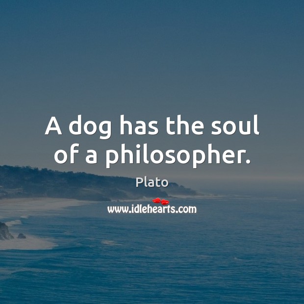 A dog has the soul of a philosopher. Plato Picture Quote