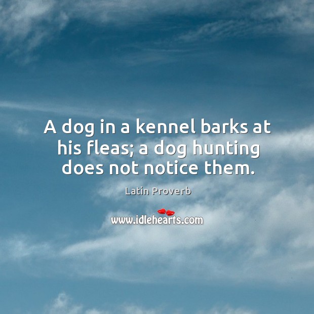 A dog in a kennel barks at his fleas; a dog hunting does not notice them. Latin Proverbs Image