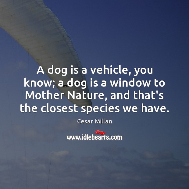A dog is a vehicle, you know; a dog is a window Cesar Millan Picture Quote