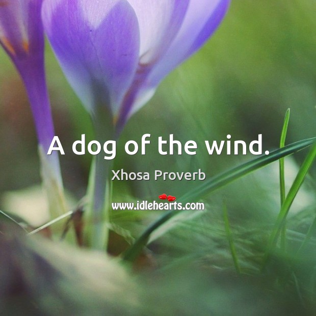 A dog of the wind. Xhosa Proverbs Image