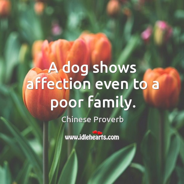 A dog shows affection even to a poor family. Chinese Proverbs Image