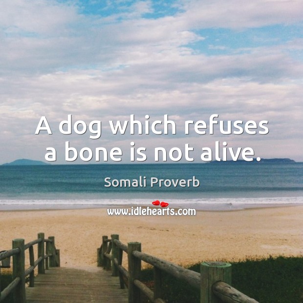 A dog which refuses a bone is not alive. Somali Proverbs Image