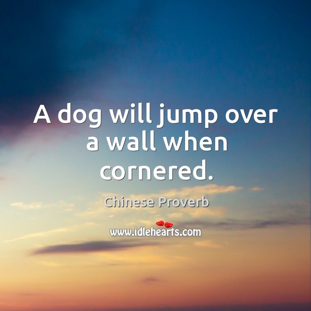 A dog will jump over a wall when cornered. Image