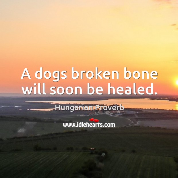 A dogs broken bone will soon be healed. Image
