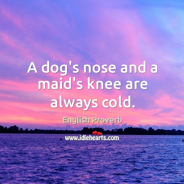 A dog’s nose and a maid’s knee are always cold. 