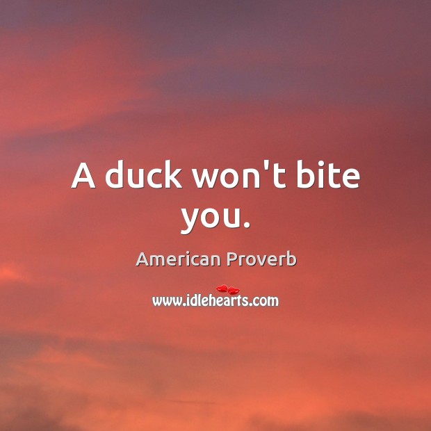 A duck won’t bite you. Image