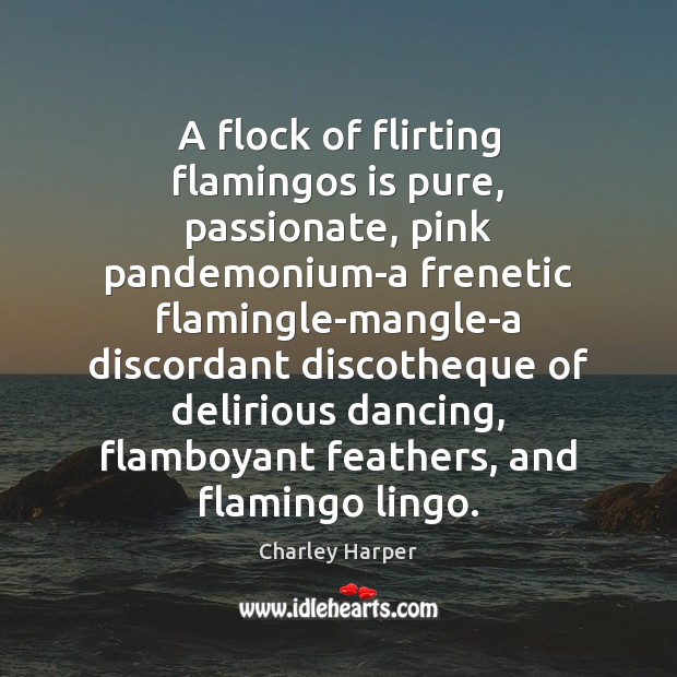 A flock of flirting flamingos is pure, passionate, pink pandemonium-a frenetic flamingle-mangle-a Image