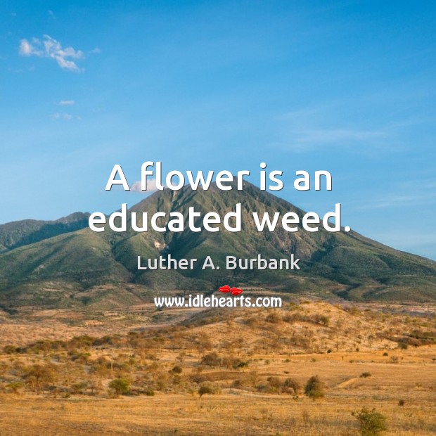 A flower is an educated weed. Flowers Quotes Image