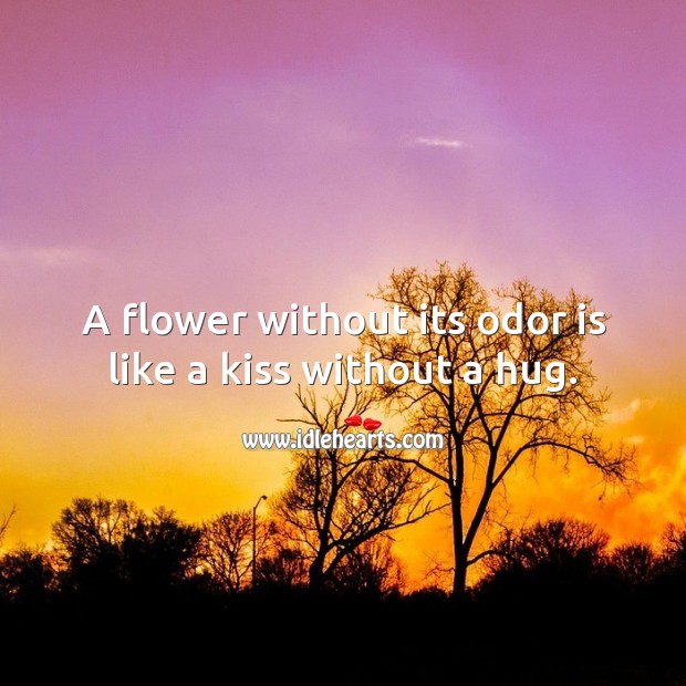 A flower without its odor is like a kiss without a hug. Flowers Quotes Image