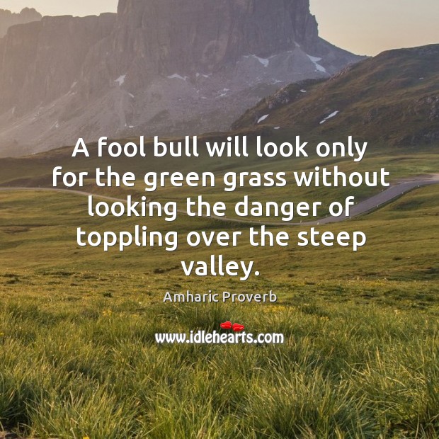 A fool bull will look only for the green grass without looking the danger Amharic Proverbs Image