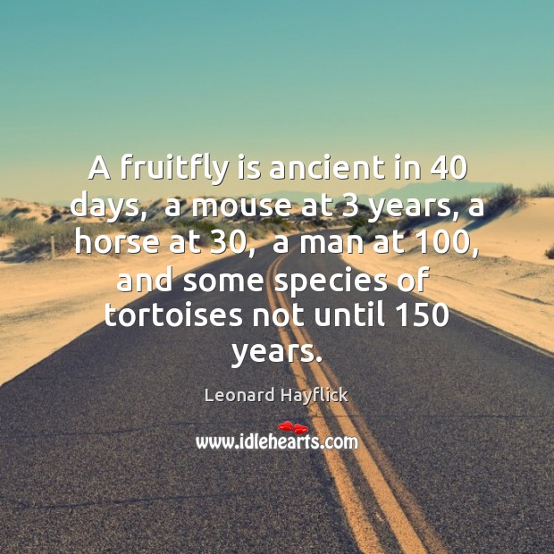 A fruitfly is ancient in 40 days,  a mouse at 3 years, a horse Image