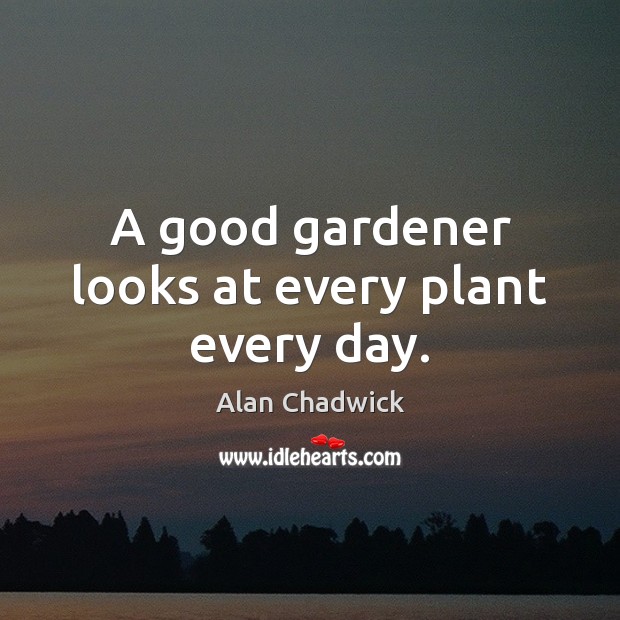A good gardener looks at every plant every day. Alan Chadwick Picture Quote