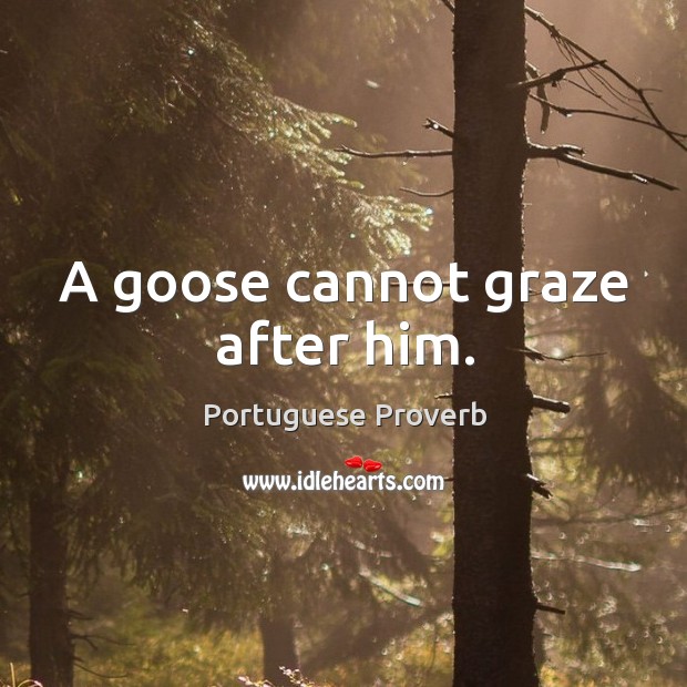 A goose cannot graze after him. Portuguese Proverbs Image