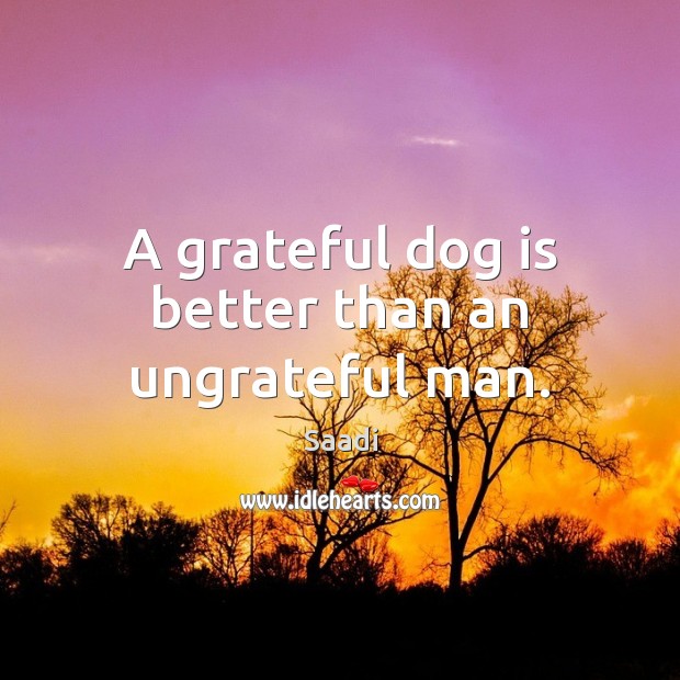 A grateful dog is better than an ungrateful man. Saadi Picture Quote