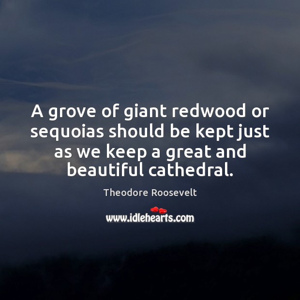A grove of giant redwood or sequoias should be kept just as Theodore Roosevelt Picture Quote