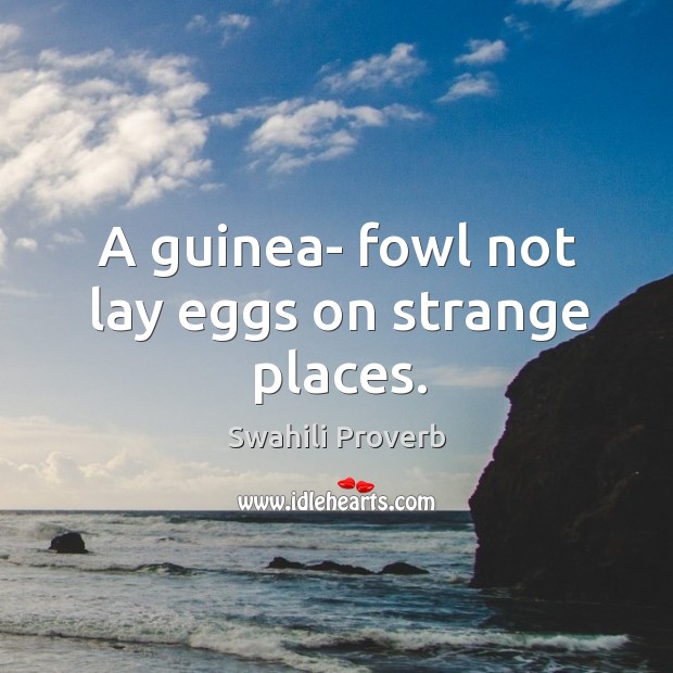 A guinea- fowl not lay eggs on strange places. Image