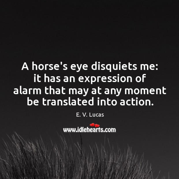 A horse’s eye disquiets me: it has an expression of alarm that E. V. Lucas Picture Quote